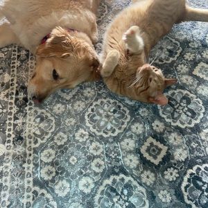 Meet your Posher, Paula